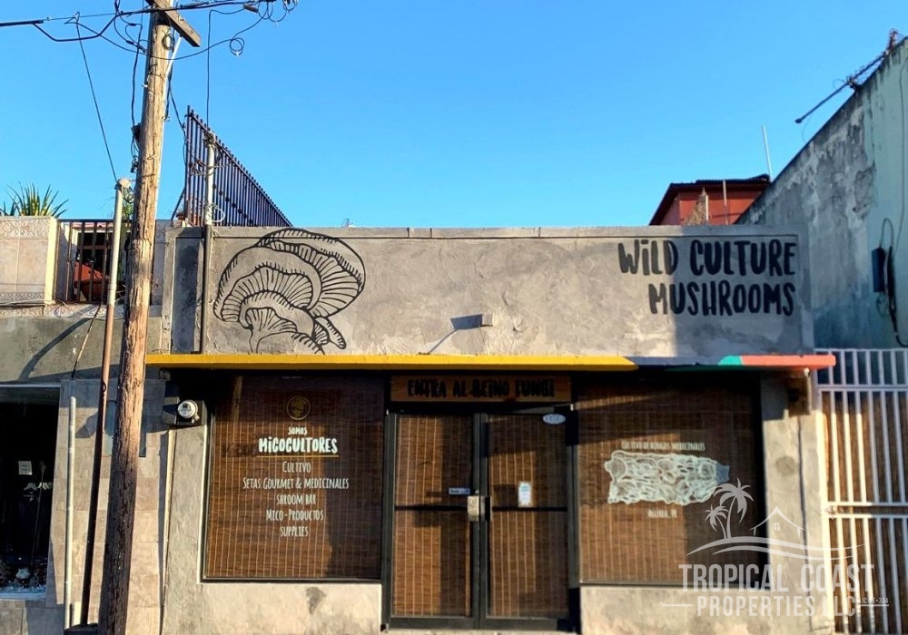 Own a unique key to the future of wellness: Premier Mushroom Café & Farm 